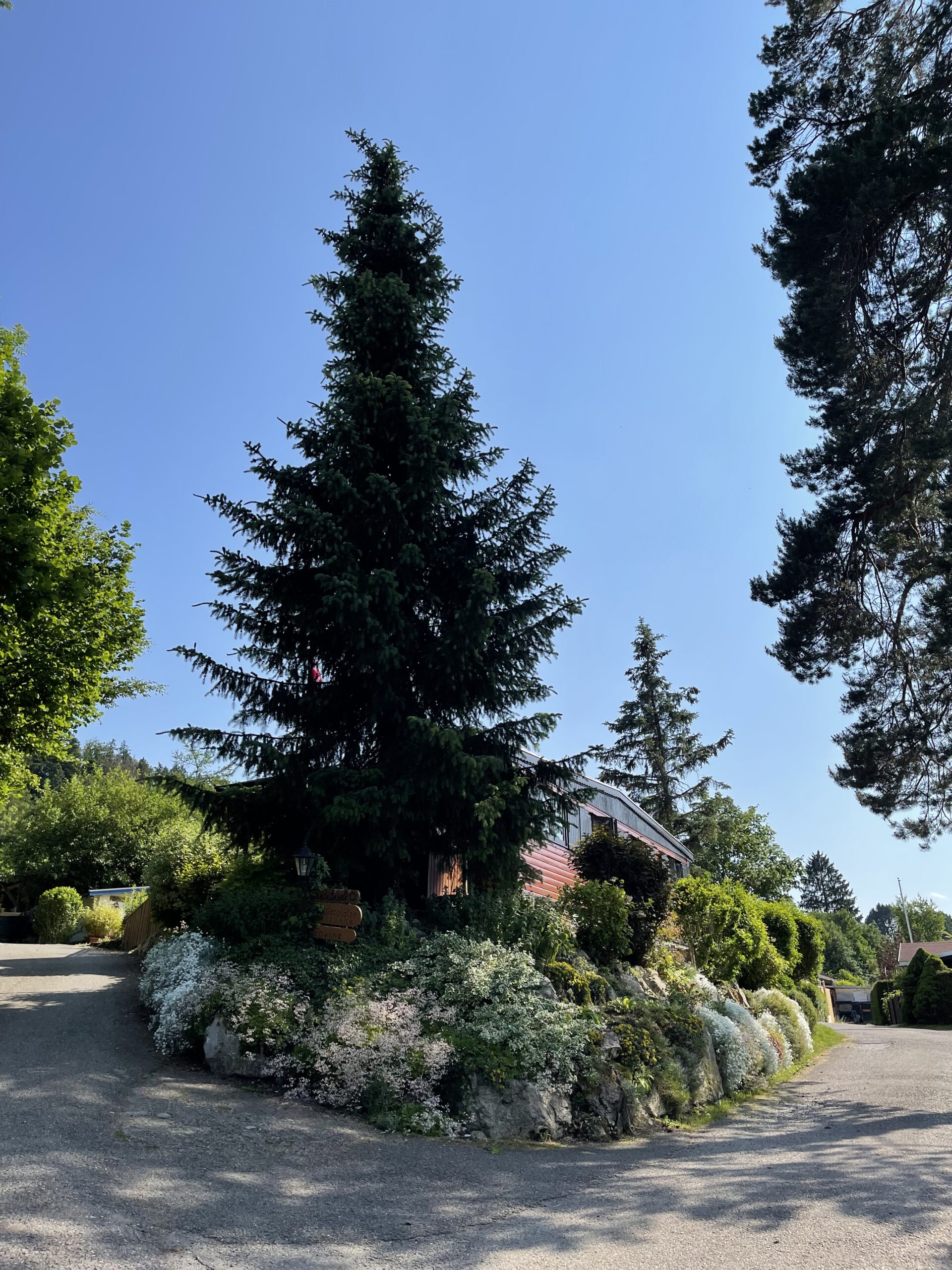 A stately spruce above the site