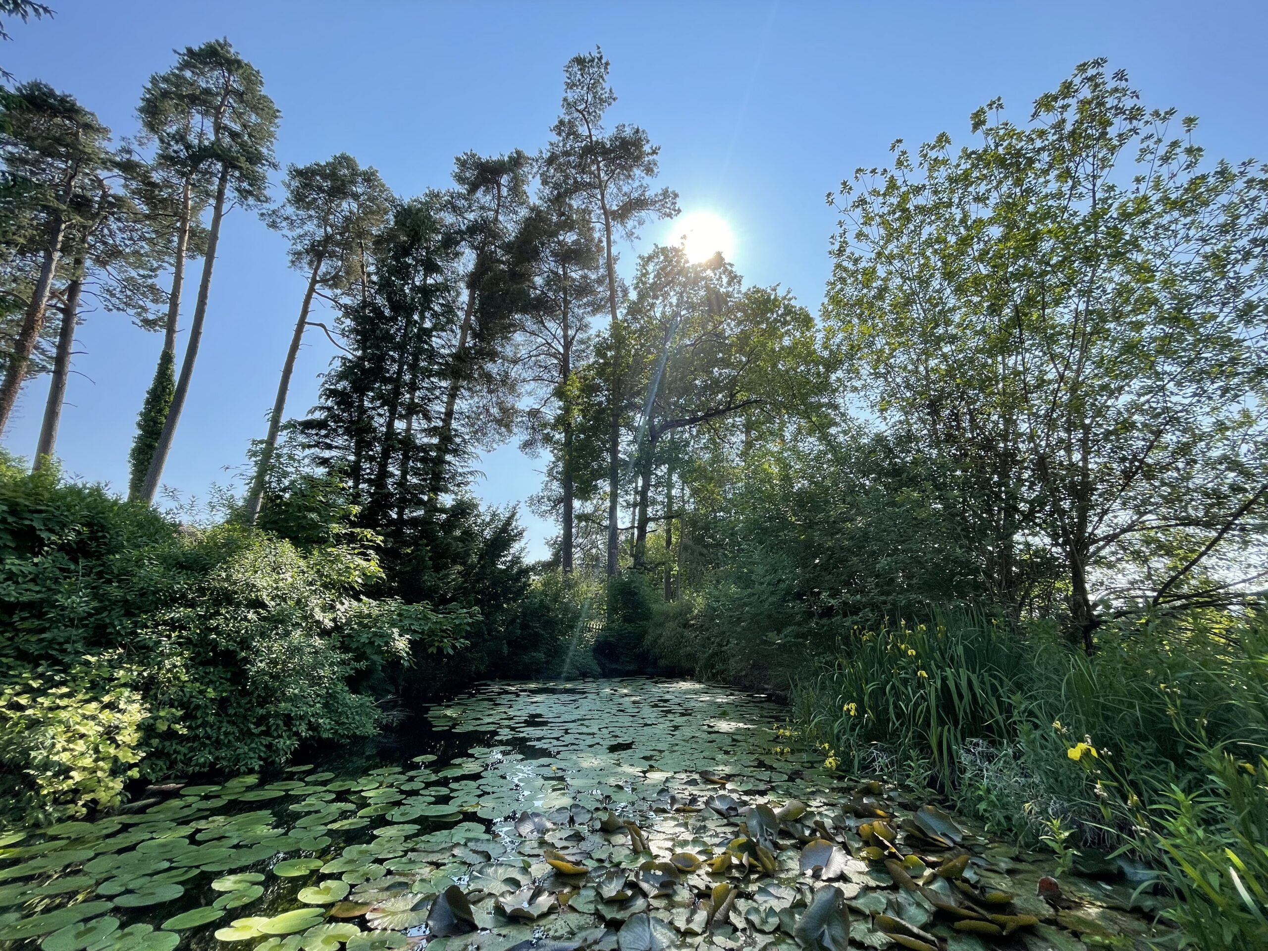 Natural pond with water lilies
