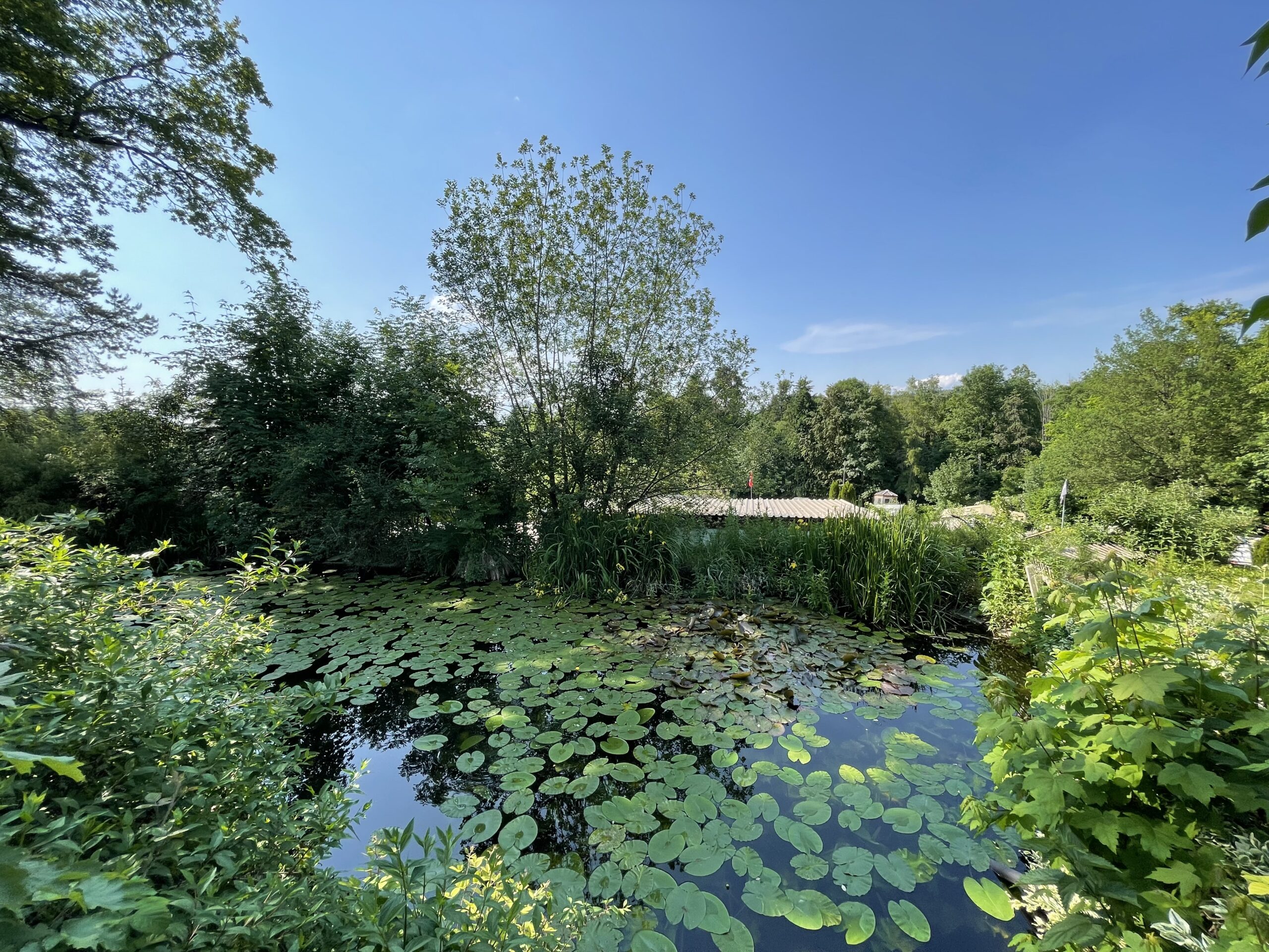 Lush greenery by the water